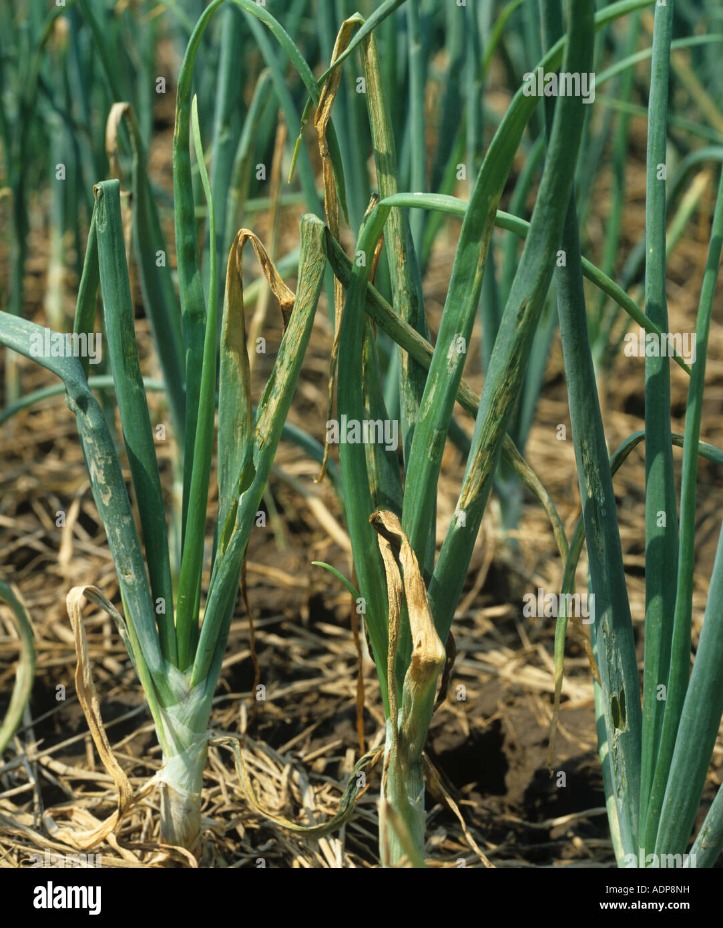 darknet markets onion